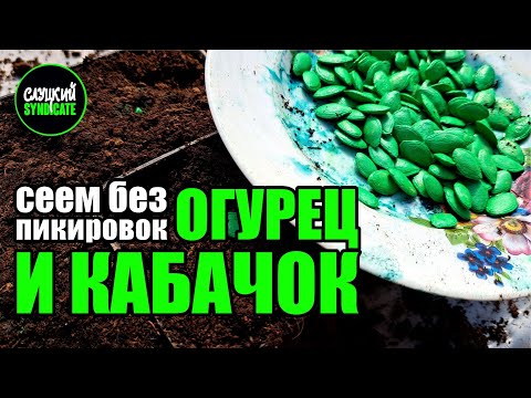 Видео: сеем ОГУРЦЫ и КАБАЧКИ без пикировок