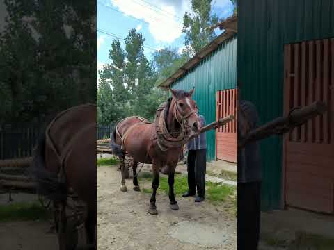 Видео: Кінна упряжка 