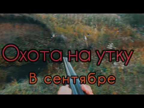 Видео: 251-Охота на утку в сентябре (23.09.2025)