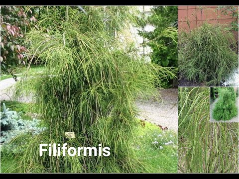 Видео: ТУЯ ФИЛИФОРМИС- Filiformis