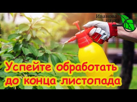 Видео: ВСЕГО ОДНА ОБРАБОТКА ОСЕНЬЮ СПАСАЕТ ОТ БОЛЕЗНЕЙ И ВРЕДИТЕЛЕЙ! Самая народная искореняющая обработка.