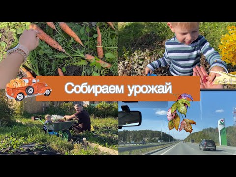 Видео: Осень НА ДАЧЕ / Последний УРОЖАЙ / Дачный VLOG