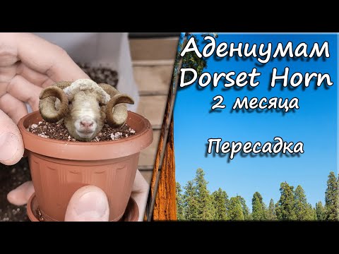 Видео: Адениумам Dorset Horn 2 месяца. Пересадка