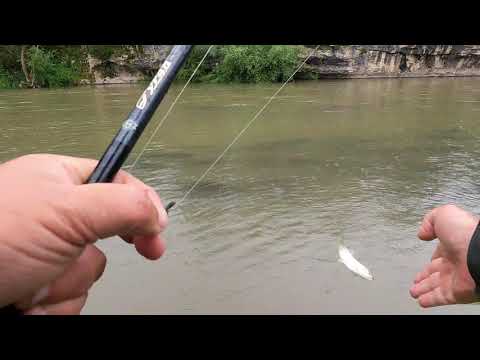 Видео: кефал  на река Вит, fishing river Vit Bulgaria