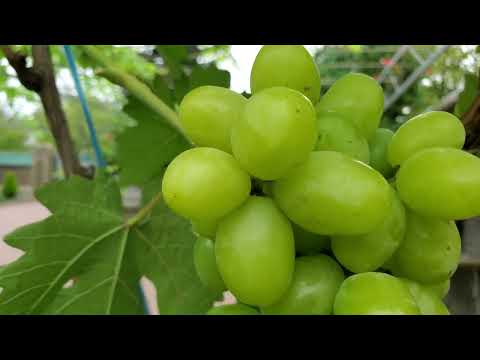Видео:   Огляд прищеп ГФ.  ГРОМ і ВОДЯНА ЛІЛІЯ 👍🍇🤠 на 1..09.25 р