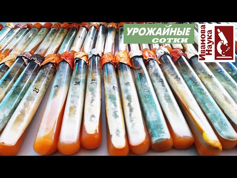 Видео: Сеем микробов! Разные способы и условия выращивания: каждый может выбрать по себе.