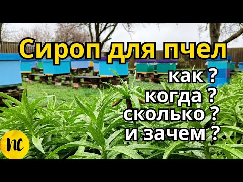 Видео: Сироп для пчел. Как, когда и зачем давать пчелам сахарный сироп или медовую сыту. Підгодівля бджіл.