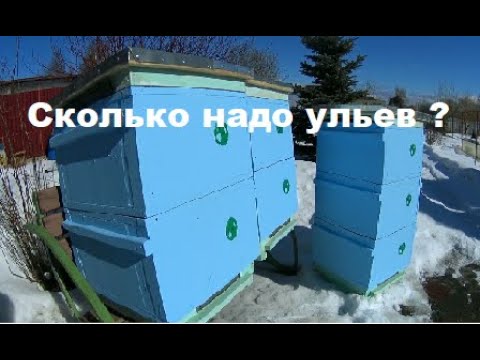 Видео: Сколько ульев нужно для одной семьи по методу Цебро ?