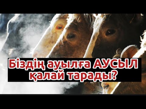 Видео: Біздің ауылға Аусыл қалай тарады!