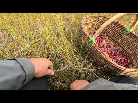 Видео: КЛЮКВА