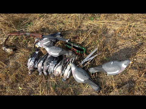 Видео: Охота на вяхиря #7 Опоздали на утрянку, сели просто в куст