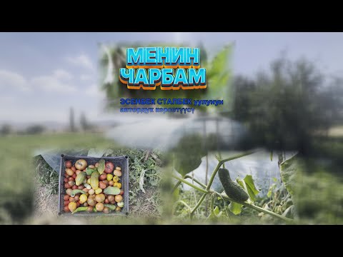 Видео: УТРК НАРЫН:АК-ТАЛААГА КАРА КАЛЕМПИР ӨСҮП ДАРБЫЗ БЫШУУДА