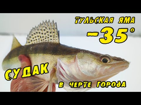 Видео: Судак на ВИБЫ зимой в -35! Распечатал Тульскую Яму! Зимняя рыбалка на Судака в Черте города!