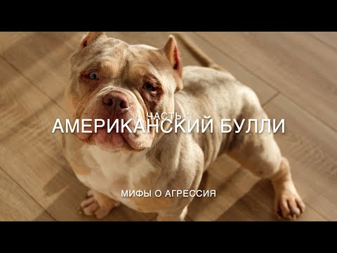 Видео: Вся правда о Американских булли! Агрессия у Булли 🐶 часть 1