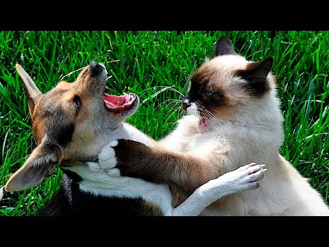 Видео: Я РЖАЛ ДО СЛЕЗ 😹 СМЕШНЫЕ КОШКИ И СОБАКИ | СМЕШНЫЕ ЖИВОТНЫЕ 2023 😹 ЛУЧШИЕ ПРИКОЛЫ #84