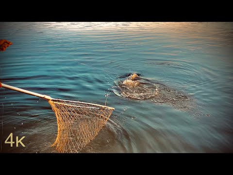 Видео: Сазан на макуху на мели в Ахтубе. Рыбалка 2021.