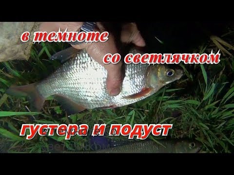 Видео: Ночная рыбалка со светлячком. Густера и подуст.