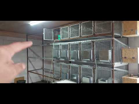 Видео: 685.Вес маленьких крольчат, 1 месяц.👍