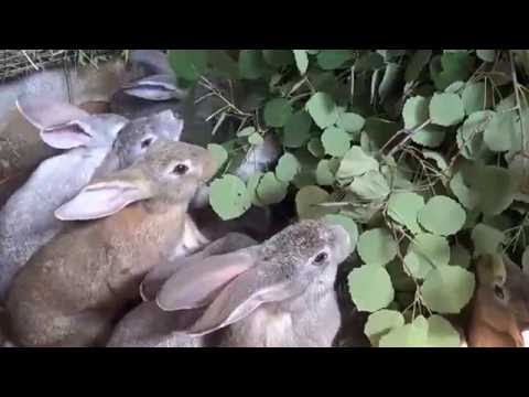 Видео: Кролики в яме часть 7 Иркутск 3 июля 2016