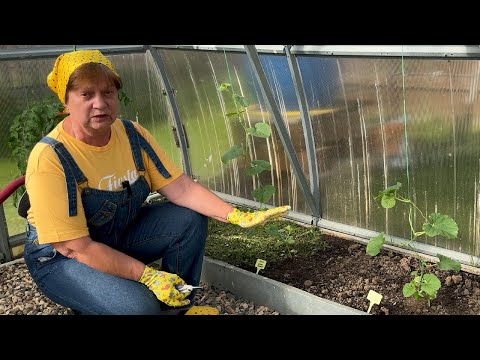 Видео: Только так формирую дыни и арбузы в теплице.