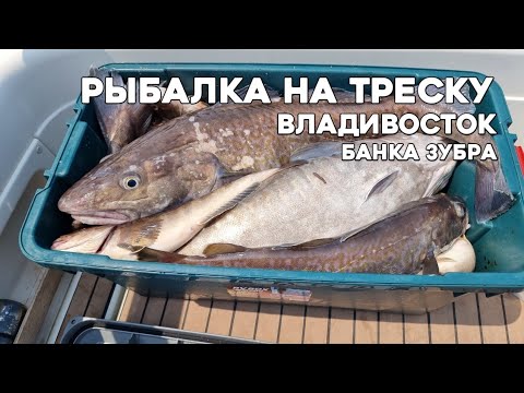 Видео: Рыбалка на треску во Владивостоке, банка зубра. #БлогВлдивосток