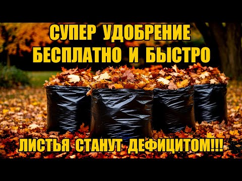 Видео: СУПЕР УДОБРЕНИЕ ИЗ ЛИСТЬЕВ - БЫСТРО И БЕСПЛАТНО - ВЕСНОЙ ВСЁ ПРЁТ КАК НА ДРОЖЖАХ!!!