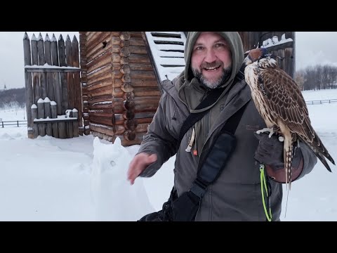 Видео: Мороз, метель и полёты хищных птиц в Коломенском. Сокол и канюк работают работу у @ekskyrsovod