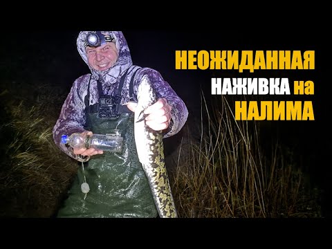 Видео: НАЛИМ не устоял перед этой НАЖИВКОЙ...