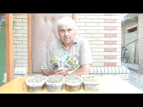 Видео: ПЕРЕСАДКА МЕЛКИХ КАКТУСОВ