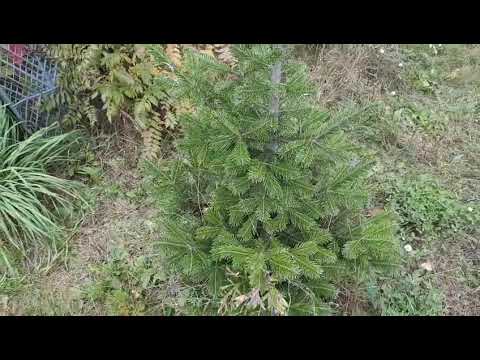 Видео: Пихта, можжевельник. 冷杉，杜松，圓球形矮化香柏。fir, juniper, globe-shaped dwarf thuja.