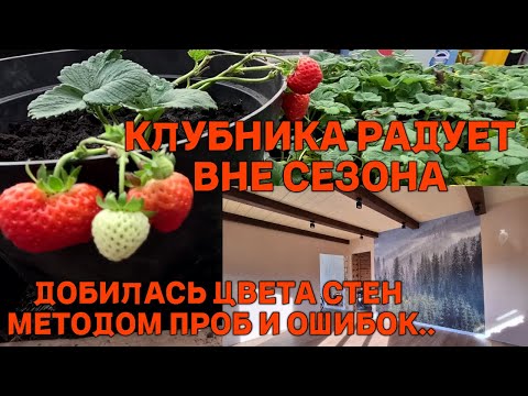 Видео: Крашу стены, ремонт в деревенском доме продолжается. Нашлось время на зимнюю теплицу, что там растет