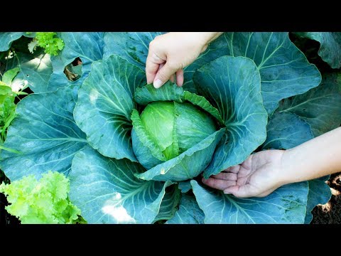 Видео: ЧТО БУДЕТ ЕСЛИ ОБРЫВАТЬ ЛИСТЬЯ У КАПУСТЫ? КАК УВЕЛИЧИТЬ РАЗМЕР ГОЛОВКИ?