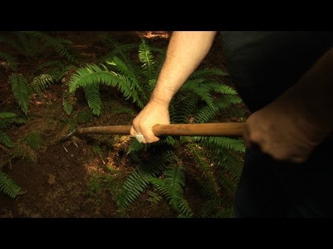 Видео: Раскопки белого золота Орегона: в погоне за трюфелями с Джеком Чарнеки