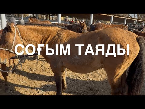 Видео: Жаркент мал базары. 02.11.2025ж