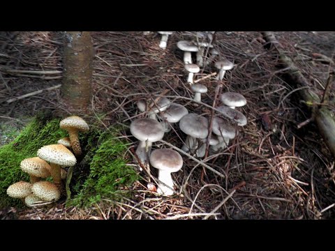 Видео: Тихая ОХОТА. Огненные ОПЯТА и РЯДОВКИ. 7 октября