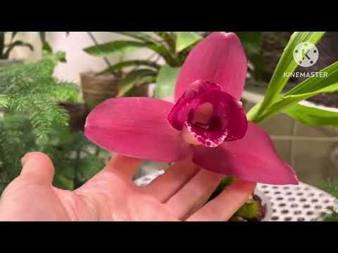 Видео: Цветение lycaste chita impulse "jenny", paphiopedilum violascens и мои новинки