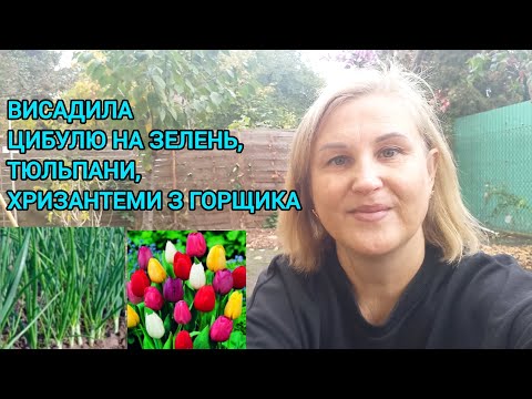 Видео: Висадила ЦИБУЛЮ НА ЗЕЛЕНЬ🧅ТЮЛЬПАНИ🌷ХРИЗАНТЕМУ з ГОРЩИКА#осінніроботивгороді#тюльпани#озимацибуля#сад