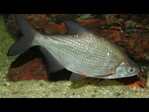 Видео: Реальная рыбалка 2. Густера
