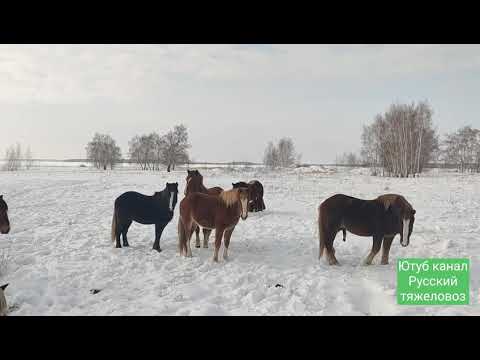 Видео: Сложная задача, снять недоуздок с дикой кобылы в поле, когда приехал на жеребце.