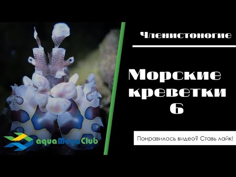 Видео: Морские креветки: арлекин пятнистая, шмель и пятнистый шмель (балерина)