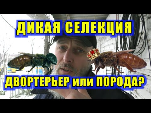 Видео: ПОРОДА ИЛИ ДВОРТЕРЬЕР? ДИКАЯ СЕЛЕКЦИЯ ПЧЕЛ.