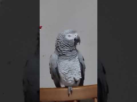 Видео: Мы хорощо поговорили, а как друг друга похвалили! 