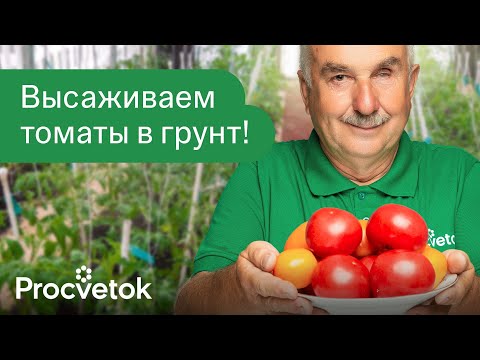 Видео: ЛУЧШИЙ СПОСОБ ПОСАДКИ ТОМАТОВ В ТЕПЛИЦУ! Посадите так и урожай будет некуда девать