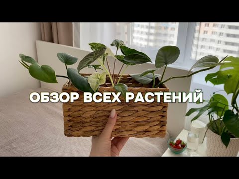 Видео: Обзор всех моих растений 2 часть