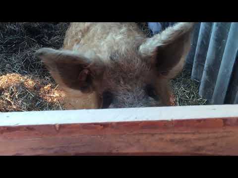 Видео: Тяжелый опорос Венгерской Мангалицы | Дневник ЛПХ