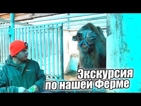 Видео: Экскурсия по нашему Ранчо на Урале/ Один день из жизни фермера/ КФХ Идиятуллин