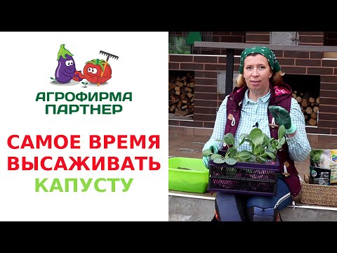 Видео: САМОЕ ВРЕМЯ ВЫСАЖИВАТЬ КАПУСТУ