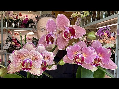 Видео: ПОДКОРМКА ЦВЕТУЩИХ ОРХИДЕЙ сбросят цветы орхидеи РАЗНЫЕ ОРХИДЕИ ПИРАТЫ
