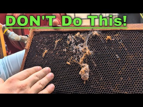 Видео: Паутина восковой моли и слизь жуков! Что можно спасти?