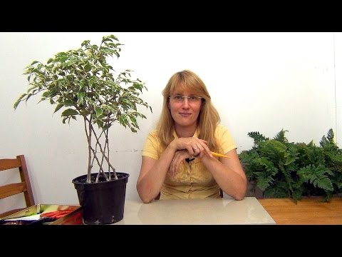 Видео: Плоское плетение фикуса Бенджамина. (ч.3)